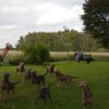 hundetreffen 03.09.2016 570